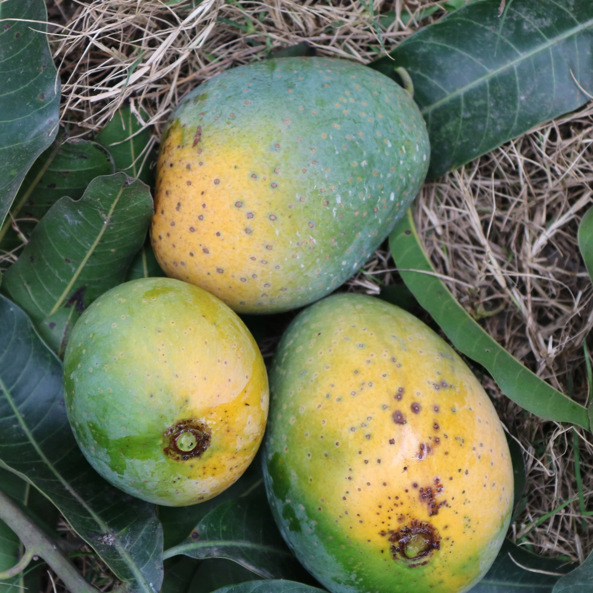 গোপালভোগ আম