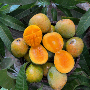 হিমসাগর (খিরসাপাত) আম