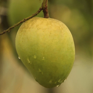 হারিভাঙ্গা আম